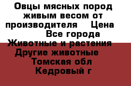 Овцы мясных пород живым весом от производителя. › Цена ­ 110 - Все города Животные и растения » Другие животные   . Томская обл.,Кедровый г.